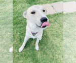 Small #1 Siberian Husky Mix