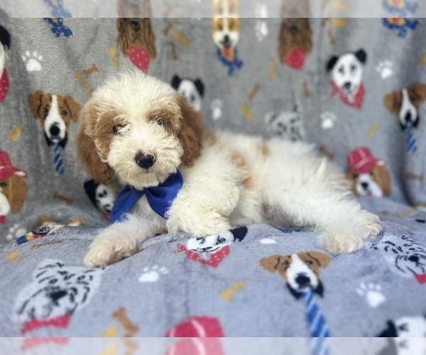 Medium Photo #1 Cavapoo Puppy For Sale in LAKELAND, FL, USA