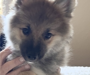 Medium Pomsky