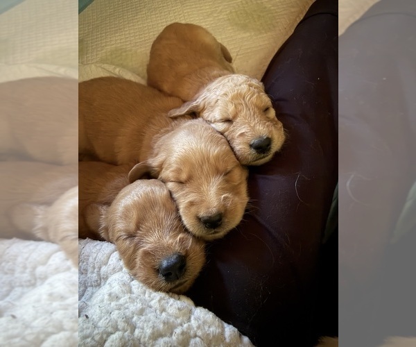 Medium Photo #10 Goldendoodle Puppy For Sale in BOULDER CREEK, CA, USA