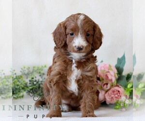 Cavapoo Puppy for sale in EAST EARL, PA, USA
