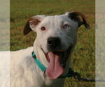 Small #4 Dalmatian-Labrador Retriever Mix
