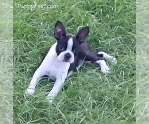 Boston Terrier Puppy for sale in COLUMBUS, TX, USA