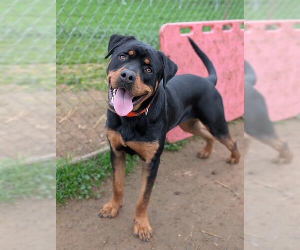 Medium Photo #1 Rottweiler Puppy For Sale in Sacramento, CA, USA