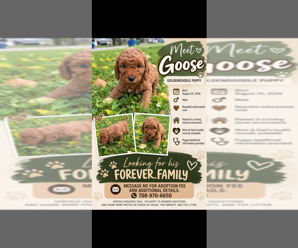Medium Photo #1 Goldendoodle Puppy For Sale in OAK LAWN, IL, USA