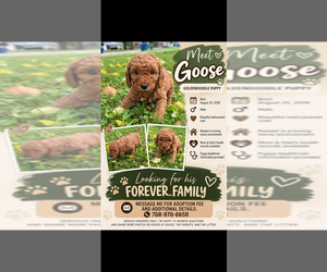 Goldendoodle Puppy for sale in OAK LAWN, IL, USA