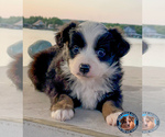 Small #16 Miniature Australian Shepherd