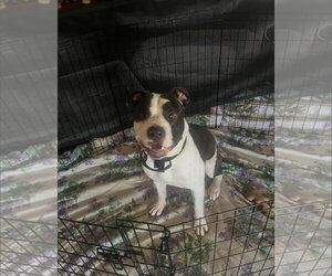 Maverick - Male American Pit Bull Terrier-Bulldog Mix Dog for Adoption - Photo #2
