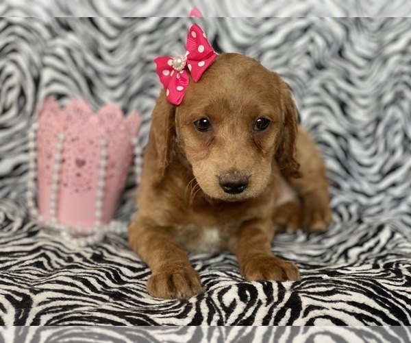Medium Photo #7 Labradoodle-Poodle (Miniature) Mix Puppy For Sale in CEDAR LANE, PA, USA