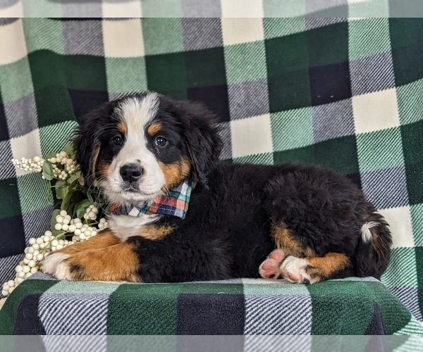 Medium Photo #5 Bernese Mountain Dog Puppy For Sale in QUARRYVILLE, PA, USA