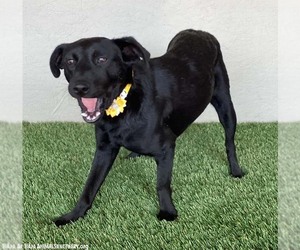 Michele - Female Mutt Dog for Adoption - Photo #3