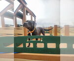 Small #12 American Pit Bull Terrier