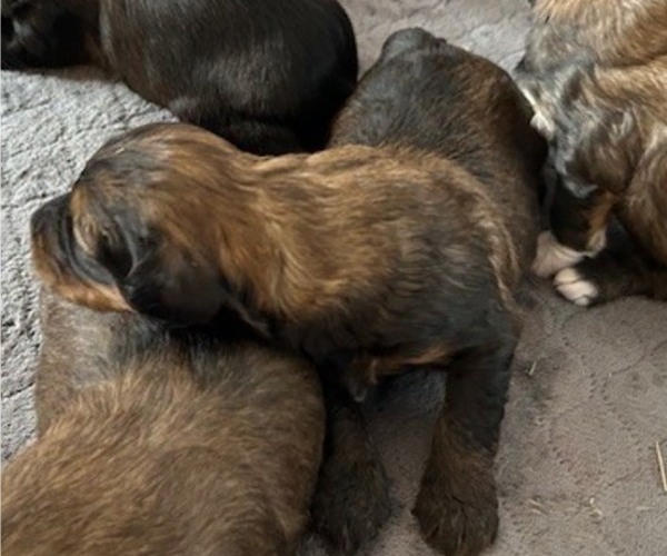 Medium Photo #4 Bernedoodle (Miniature) Puppy For Sale in HENDERSON, CO, USA