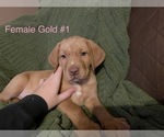 Small Photo #3 Labrador Retriever Puppy For Sale in SLIDELL, LA, USA