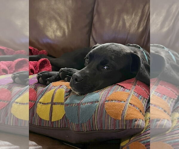 Medium Photo #1 Mutt Puppy For Sale in Germantown, OH, USA