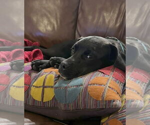 Mutt Dogs for adoption in Germantown, OH, USA