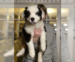 Australian Shepherd Puppy for sale in VISALIA, CA, USA