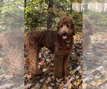 Small Photo #1 Goldendoodle Puppy For Sale in UNION SPRINGS, NY, USA