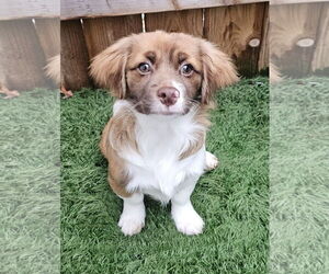 Shiranian Dogs for adoption in Oakhurst, NJ, USA