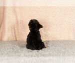 Small Photo #4 Yorkshire Terrier Puppy For Sale in NAPPANEE, IN, USA
