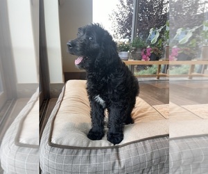 Double Doodle Puppy for Sale in NIWOT, Colorado USA