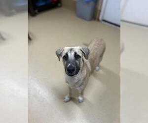 Labrador Retriever-Unknown Mix Dogs for adoption in Chula Vista, CA, USA