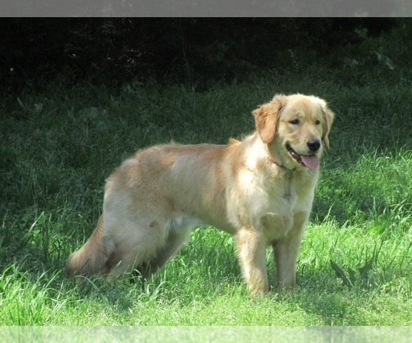 Medium Photo #2 Golden Retriever Puppy For Sale in MCKINNEY, TX, USA