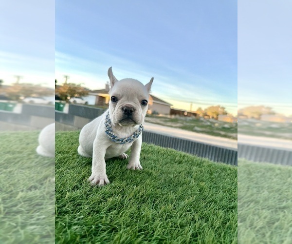Medium Photo #9 French Bulldog Puppy For Sale in CHARLOTTESVILLE, VA, USA