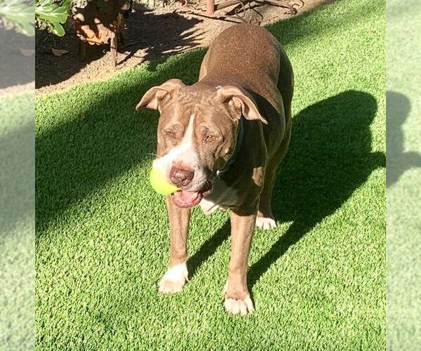 Medium Photo #3 American Staffordshire Terrier Puppy For Sale in San Juan Capistrano, CA, USA