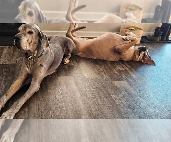 Medium Photo #8 Great Dane Puppy For Sale in Huntersville, NC, USA