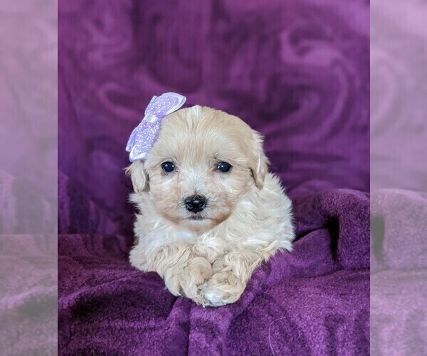 Medium Photo #6 Maltipoo Puppy For Sale in NOTTINGHAM, PA, USA