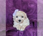 Small Photo #6 Maltipoo Puppy For Sale in NOTTINGHAM, PA, USA