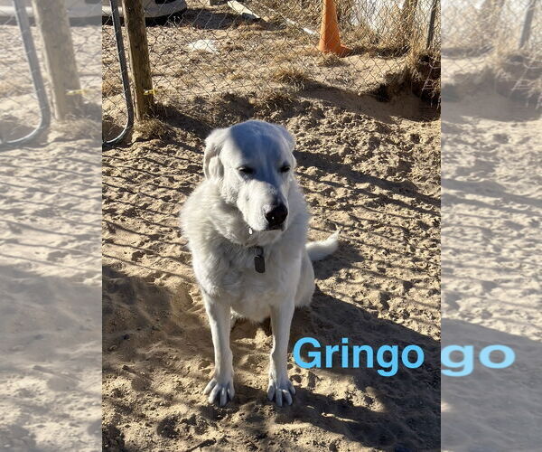 Medium Photo #13 Akbash-Great Pyrenees Mix Puppy For Sale in PEYTON, CO, USA
