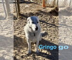 Small #12 Akbash-Great Pyrenees Mix