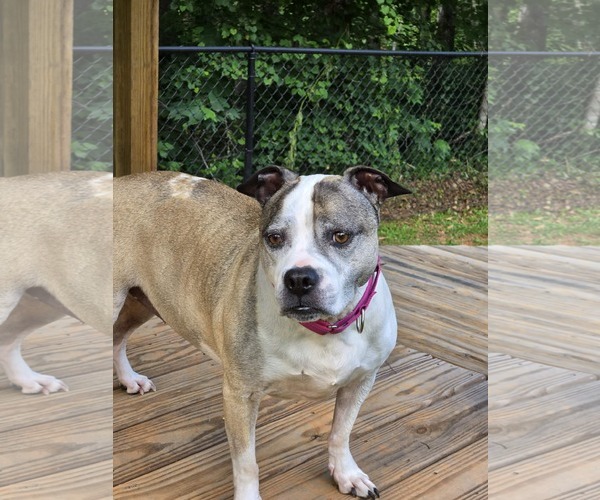 Medium Photo #1 American Bulldog-American Staffordshire Terrier Mix Puppy For Sale in Lakemont, GA, USA
