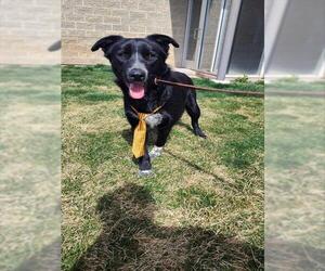 Siberian Husky-Texas Heeler Mix Dogs for adoption in Ogden, UT, USA