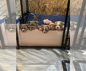 Olde English Bulldogge Puppy for sale in SPANAWAY, WA, USA