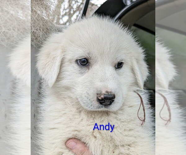 Medium Photo #1 Golden Pyrenees Puppy For Sale in Aurora, IN, USA