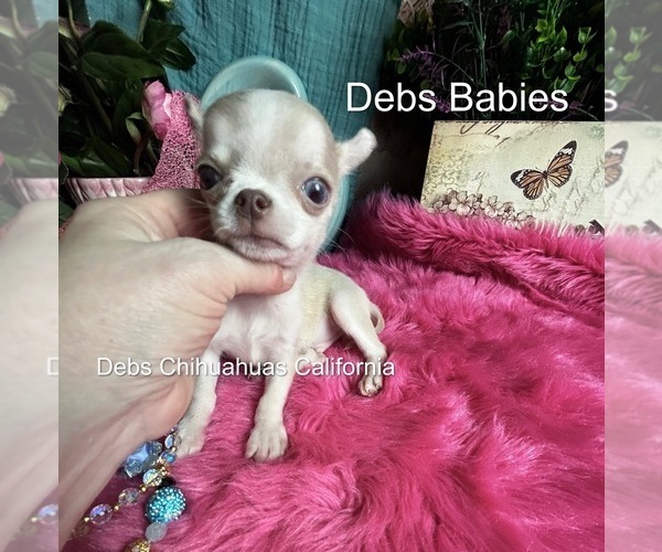Medium Photo #1 Chihuahua Puppy For Sale in TRACY, CA, USA