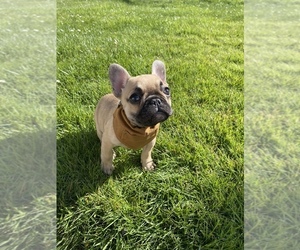 French Bulldog Puppy for sale in SALEM, OR, USA