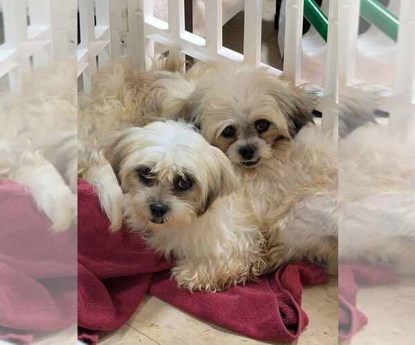 Medium Photo #2 Shih Tzu Puppy For Sale in Caldwell, NJ, USA