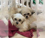 Small #1 Shih Tzu