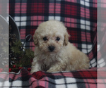 Small Photo #6 Bichpoo Puppy For Sale in BIRD IN HAND, PA, USA