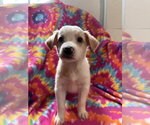Small #2 Mutt