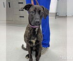 Small #1 Plott Hound Mix