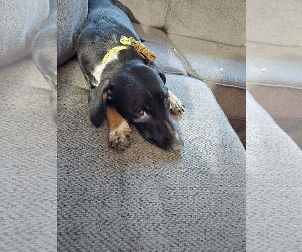 Medium Photo #6 Dachshund-Unknown Mix Puppy For Sale in Denver , CO, USA