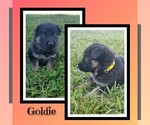 Puppy Goldie German Shepherd Dog