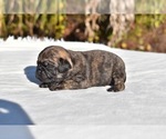 Small #5 Pug