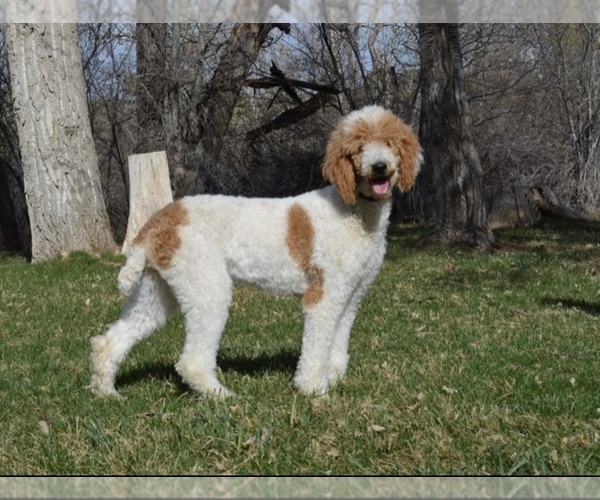 Medium Photo #1 Sheepadoodle Puppy For Sale in DADEVILLE, MO, USA