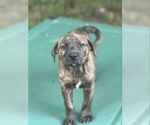 Plott Hound-Unknown Mix Dogs for adoption in Wyoming, MI, USA